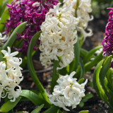 Hyacinth White Pearl 17/18cm