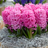 Hyacinth Pink Pearl 17/18cm