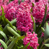 Hyacinth Pink Pearl 17/18cm