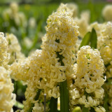 Hyacinth Prepared 'City of Haarlem'
