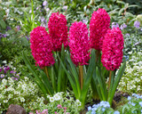 Hyacinth Prepared 'Jan Bos'