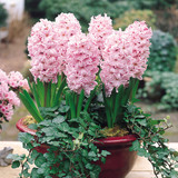 Hyacinth Prepared 'Fondant'