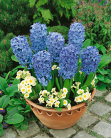 Hyacinth Prepared 'Delft Blue'