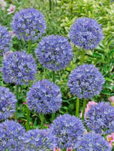 Allium Azureum