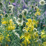 Allium flavum
