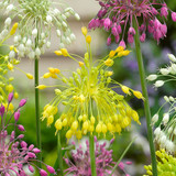 Allium flavum