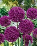 Allium aflatunense 'Purple Sensation'