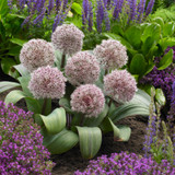 Allium Karataviense 10/12cm