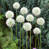 Allium Mount Everest 18cm+