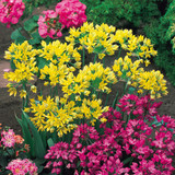 Allium Moly 4/5cm