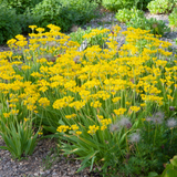 Allium Moly 4/5cm
