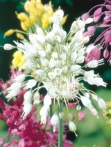 Allium pulchellum 'Album'
