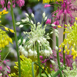 Allium pulchellum 'Album'