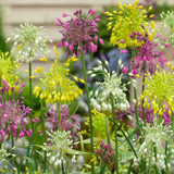Allium pulchellum 'Album'