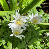 Anemone Blanda White Splendour