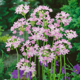 Allium Roseum Grandiflorum 4/5cm