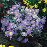 Anemone Blanda Atrocoerulea Blue 4/5cm