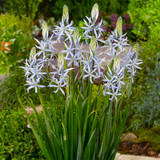 Camassia Cusickii 12cm+