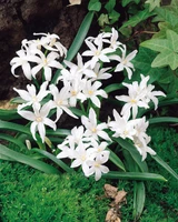 Chionodoxa luciliae 'Alba'