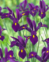 Iris Dutch 'Purple Sensation'