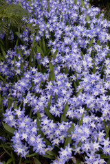 Chionodoxa luciliae