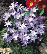 Chionodoxa luciliae