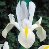 Iris Dutch 'White Excelsior' 7-8cm
