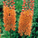 Eremurus 'Cleopatra'