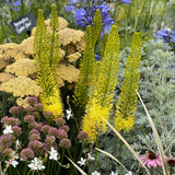 Eremurus stenophyllus
