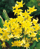 Erythronium 'Pagoda'