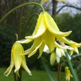 Erythronium 'Pagoda'
