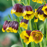 Fritillaria Michailovskyi 5/6cm