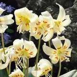 Erythronium 'White Beauty'