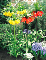 Fritillaria Lutea 18/20cm