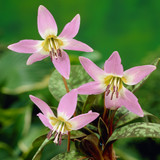 Erythronium Dens Canis