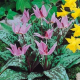 Erythronium 'Dens Canis'