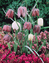 Fritillaria Meleagris Mixed 5/6cm