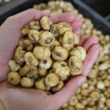 Fritillaria meleagris Mix