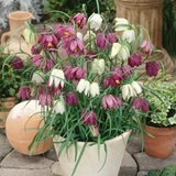 Fritillaria meleagris Mix