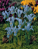 Iris reticulata Cantab