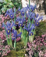 Iris reticulata 'Harmony'