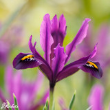 Iris reticulata 'J.S. Dijt'