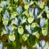 Iris 'Katharine Hodgkin'