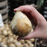 Fritillaria persica