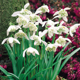 Galanthus nivalis floro pleno