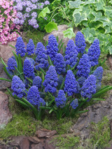 Muscari armeniacum Blue Spike