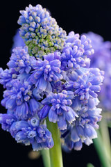 Muscari armeniacum Blue Spike