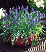 Muscari armeniacum