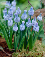 Muscari Azureum 6/7cm