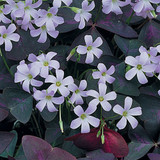 Oxalis Triangularis